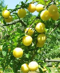 3 Shiro Plum Scions Unrooted Cuttings for Grafting, Prunus salicina, Japanese Plum Tree Propagation, Fruit Tree Cuttings
