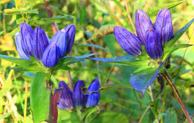 Bottle Gentian Seeds – Gentiana andrewsii – Native Wildflower with Deep Blue Blooms, Pollinator-Friendly, Moist Soil, 100mg Seeds