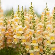 Costa Apricot Snapdragon Seeds (Antirrhinum majus) | 1000+ Peachy-Orange Blooms for Garden & Cut Flowers