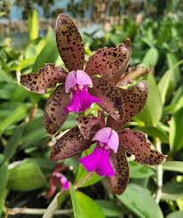Cattleya Tigrina x Aclandiae NBS Seedling | Compact Orchid Hybrid with Spotted Fragrant Blooms | 3-Inch Pot