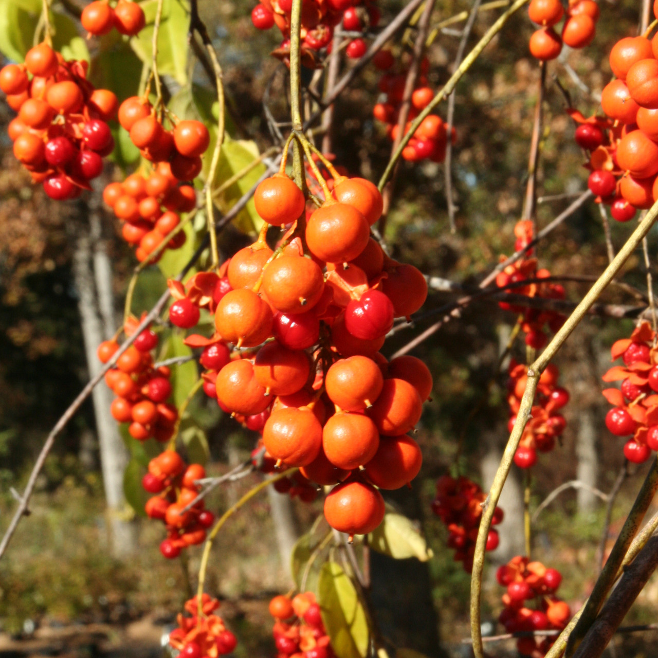 Celastrus Scandens Seeds | American Bittersweet Native Vine with Orange Berries | Climbing Vine for Fences & Trellises