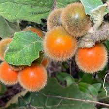 Naranjilla Seeds, Solanum quitoense, Lulo Quito Orange Fruit Tree, Exotic Tropical Fruit Plant, Fast Fruiting, Container-Friendly