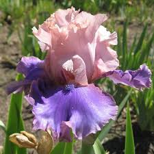 Bearded Iris Florentine Silk - Pink, Lavender, Purple Fragrant Deer-Resistant Starter Plant, USDA Zones 3-10