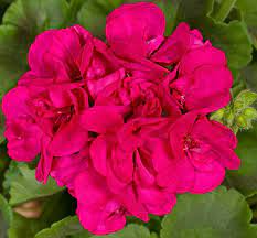 Purple Pink Pelargonium Zonal Geranium Starter Cuttings – 8 Fresh 6"+ Live Plants, Hardy, Fast-Growing, Vibrant Blooms