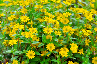 500 Creeping Zinnia Seeds - Ground Cover, Rock Garden, Low Maintenance, Vibrant Blooms, Zinnia angustifolia