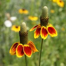 100mg Mexican Hat Seeds Ratibida columnifera Drought-Tolerant Wildflower with Red & Yellow Blooms