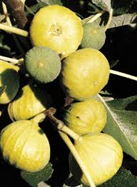 White Marseille Fig Unrooted Cuttings – Ficus carica, Sweet White Edible Fruit, Propagation Plant, Gardening, 6 Pack
