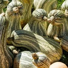Cushaw Green Striped Pumpkin Seeds – Heirloom Cucurbita Pepo for Large 20 lb Fruit, Cooking & Decoration, USDA Zones 3-10, Non-GMO