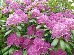 50 Cali Pink Azalea Seeds Rhododendron macrophyllum Flowering Shrub, Pink Blooms, Hardy Garden Plant