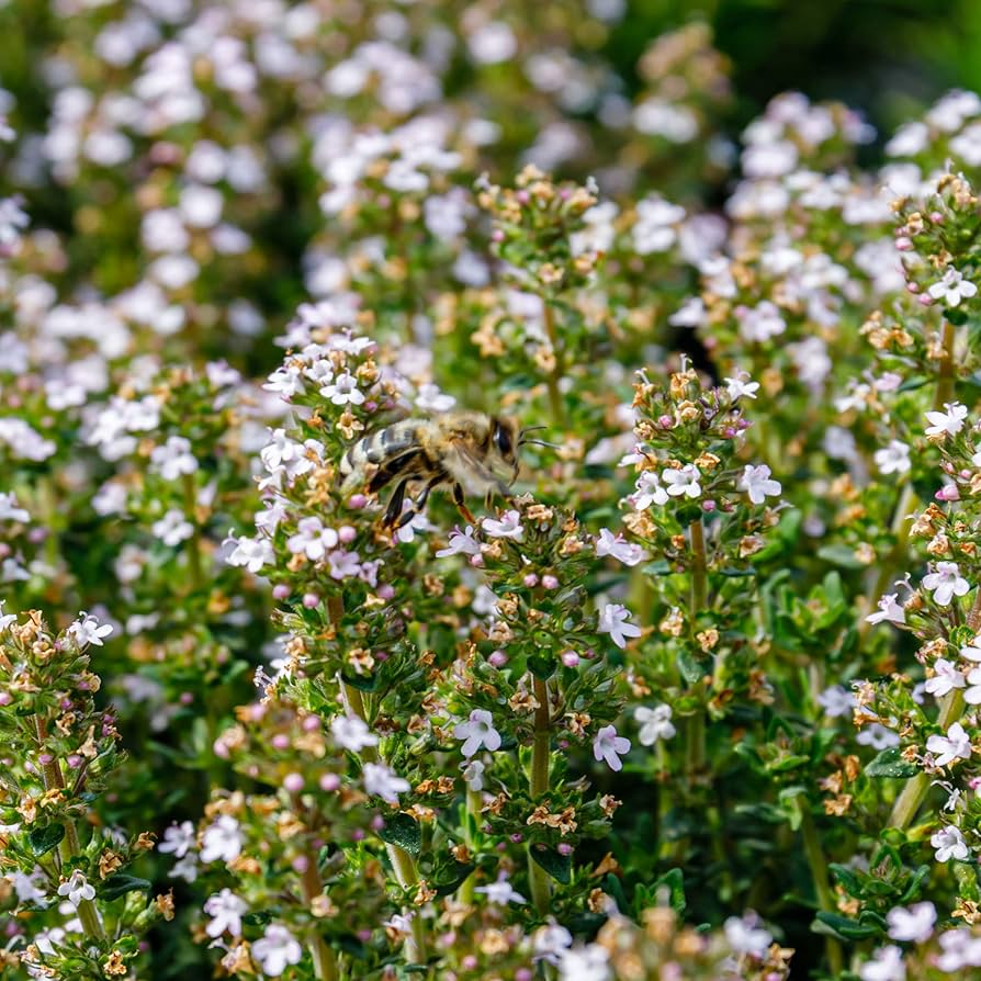 Thyme Seeds – 100mg Heirloom, Fragrant, Hardy, Drought-Tolerant, Culinary & Medicinal Herb, Thymus vulgaris, Garden & Container