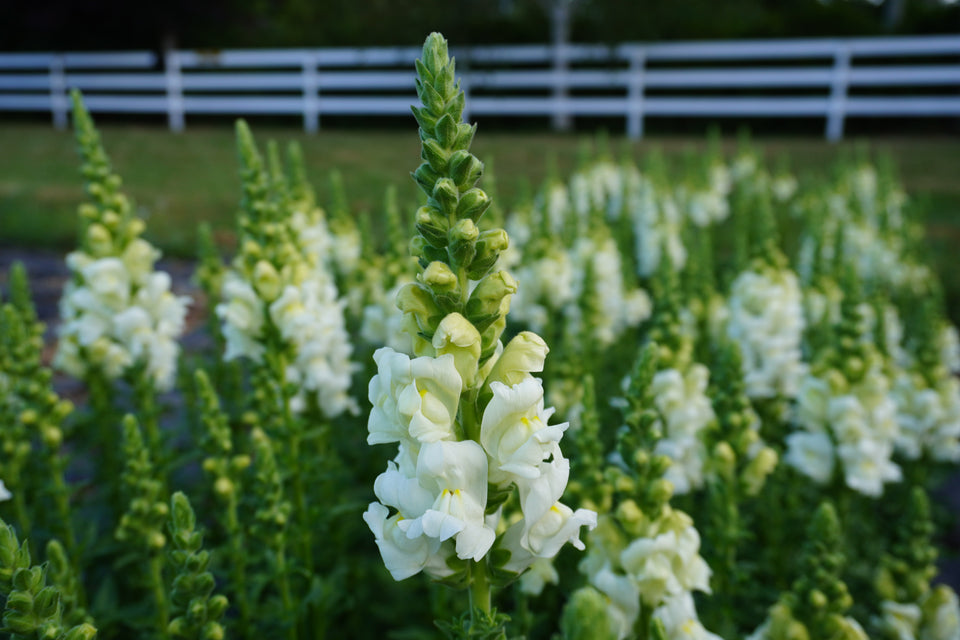 Antirrhinum majus Potomac Ivory Snapdragon Seeds – 1000+ Creamy White Blooms for Garden & Bouquets, Pollinator-Friendly, Full Sun