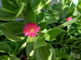 Aptenia Cordifolia 'Red Apple' Succulent Cuttings – Baby Sun Rose, Red/Pink Blooms, Easy Indoor & Outdoor Growth