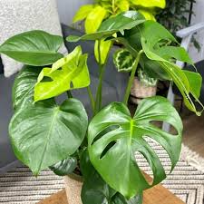 Monstera Friedrichsthalii Starter Plant - Rare Swiss Cheese Vine with Fenestrated Leaves for Indoor Decor