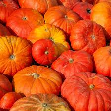 Cinderella Pumpkin Seeds – Heirloom Rouge Vif d'Etampes – Fruit Seeds for Fall Decor & Cooking