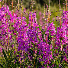 500 Fireweed Seeds Chamaenerion Angustifolium, Magenta Flowers, Pollinator Attracting, Fast-Growing Perennial Seeds
