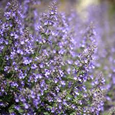 200 Seeds Catmint Lavender Blue Perennial Herb Nepeta faassenii Pollinator Attractant Non-GMO