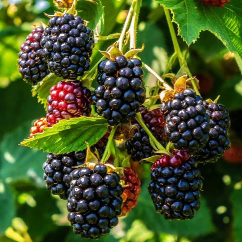 Triple Crown Blackberry Cuttings 8-10" Grafting Rooting Heirloom Rubus fruticosus