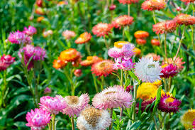 150 Seeds Tom Thumb Mix Strawflower (Helichrysum bracteatum) Dwarf Compact Variety for Everlasting Blooms