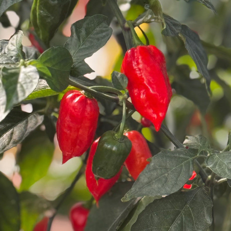 Ghost Pepper Seeds – Bhut Jolokia Super Hot Chili for Hot Sauce & Spicy Dishes, Heirloom, 20 Seeds