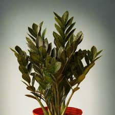Black Raven ZZ Plant Cutting | 2-Node Zamiifolia Zamioculcas | Pet Safe Indoor Houseplant