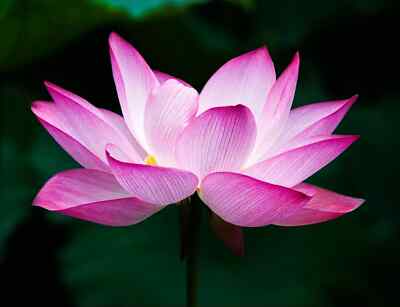 Sacred Lotus Seeds, Nelumbo nucifera, Edible Water Lily, Aquatic Flower Seeds for Water Gardens and Ponds