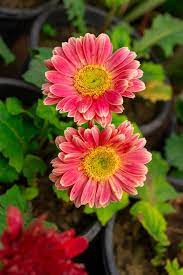 Pink & White Gerbera Daisy Seeds – Vibrant Blooms for Garden, Borders, Pots, Cut Flowers – Gerbera jamesonii, 200+ Seeds
