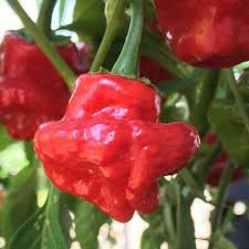 250mg Scotch Bonnet Red Hot Pepper Seeds | Capsicum chinense | Extremely Hot, Non-GMO for Hot Sauces, Salsas & Caribbean Dishes
