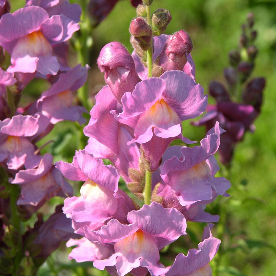 Antirrhinum majus Rocket Orchid Snapdragon Seeds – 1000+ Purple Blooms, Garden & Cut Flowers, Pollinator-Friendly, Full Sun to Partial Shade