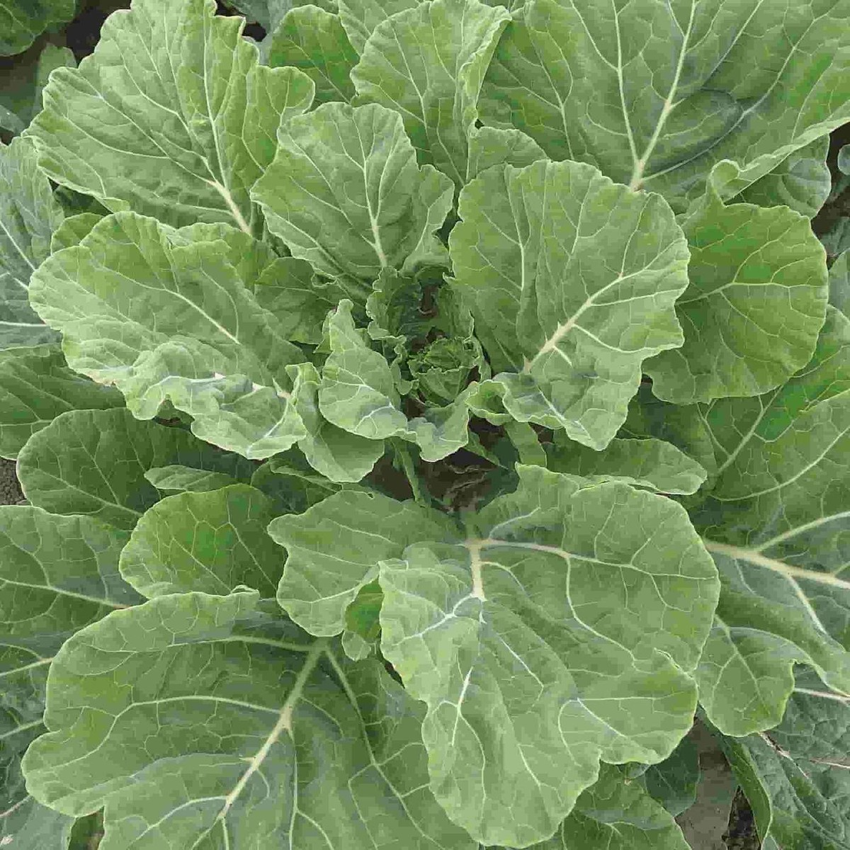 Georgia Collard Seeds – Heirloom, Non-GMO, Cold & Heat Tolerant, Leafy Greens, Brassica oleracea var. viridis
