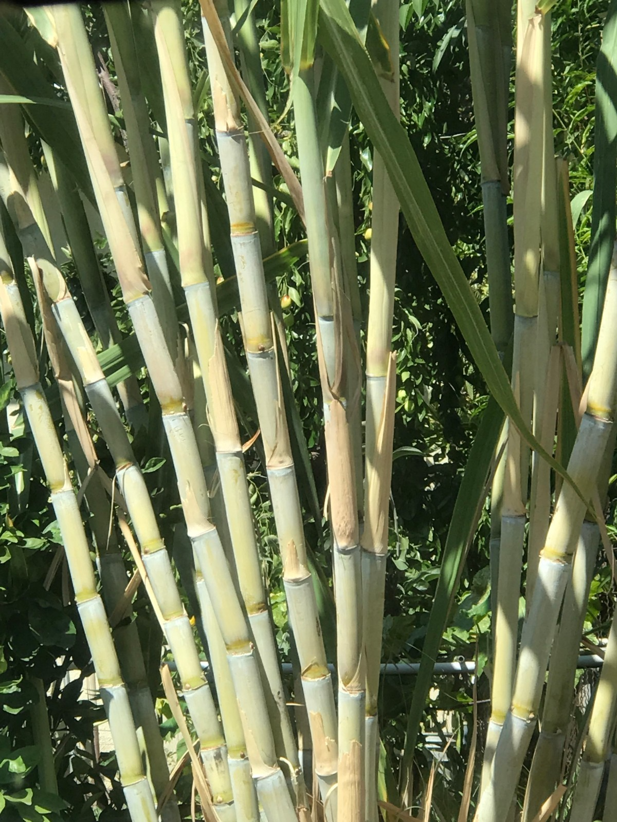 Rooted Sugarcane Cuttings – 5 Live Tropical Plants for Home Garden – Sweet & Juicy Saccharum officinarum