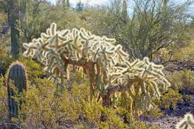 5 Cylindropuntia Fulgida Teddy Bear Cholla Cactus Cuttings - Propagation Segments for Desert Gardens & Xeriscaping