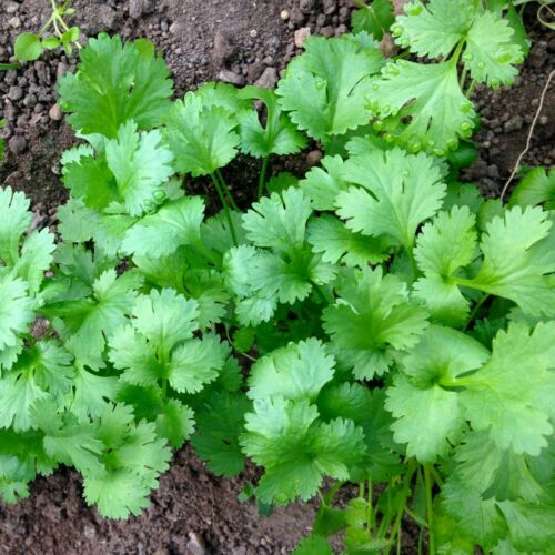 Cilantro Seeds 1g Heirloom Coriander Coriandrum sativum Fast Growing Fragrant Herb for Garden & Container