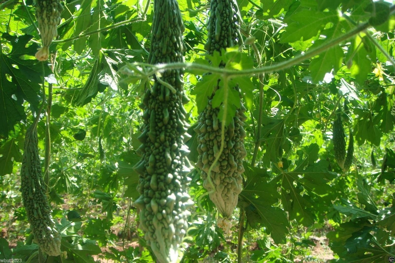 Bitter Gourd Seeds | Futo Spindle Variety | High Yield, Vigorous Vine, Heat Tolerant | Momordica charantia