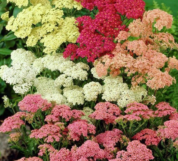 200 Seeds Yarrow Colorado Mix Perennial Wildflower Non-GMO Achillea millefolium for Xeriscaping and Pollinator Gardens