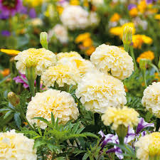 Moonlight Marigold Seeds - Tagetes erecta - Pale Yellow Blooms - Pollinator-Friendly, Drought-Tolerant Annual for Gardens