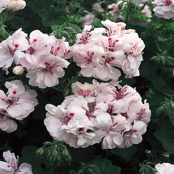 White Pink Pelargonium Peltatum Trailing Ivy Geranium Cuttings – 6" Unrooted Live Plants for Hanging Baskets & Containers