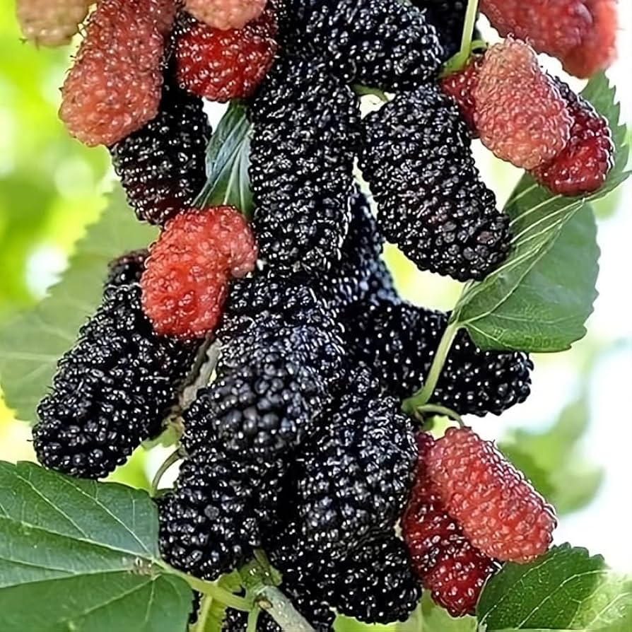Illinois Everbearing Mulberry Rooted Starter Plant Morus alba, Edible Fruit Tree, Fast-Growing, Hardy, Juicy Mulberries