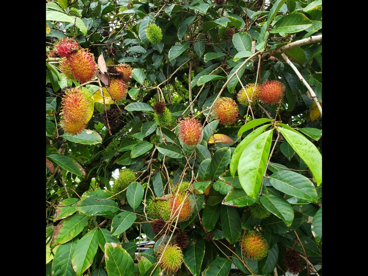 Unrooted Rambutan Cuttings 5-6 Inches for Grafting Nephelium lappaceum Tropical Fruit Tree Propagation