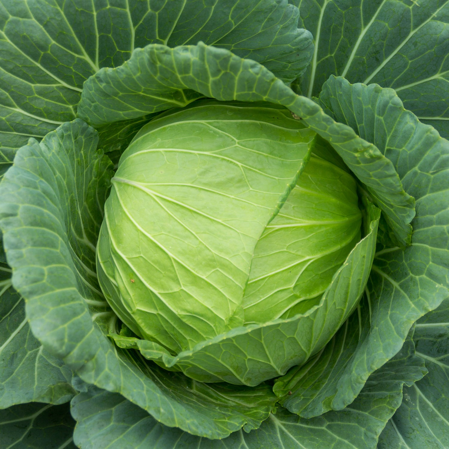 Cabbage Seeds Golden Acre Heirloom Brassica oleracea Compact Tender Green Heads 1g Pack