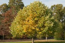 7 Live 12-Inch Tulip Poplar Tree Cuttings | Fast-Growing Shade Tree with Tulip-Shaped Flowers | Liriodendron tulipifera