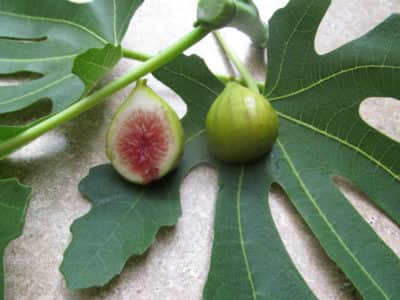 Smith Fig Seeds - 100+ Heirloom Ficus carica Fruit Tree Seeds for Growing Sweet Amber Figs in Garden or Containers, USDA Zones 7-10