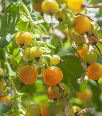 20 Golden Currant Berry Seeds Ribes aureum Edible Fruit Shrub Wildlife Friendly Garden Starter