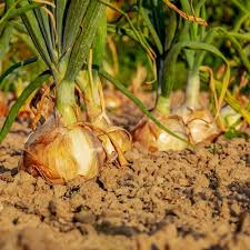Utah Yellow Sweet Spanish Onion Seeds – 250mg, Long-Day Allium cepa, Large Bulbs, Mild Flavor, Slicing & Storage