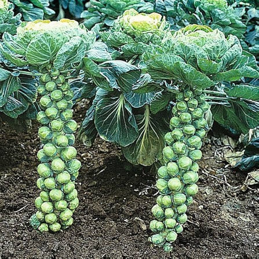 Long Island Brussels Sprouts Seeds – Heirloom, Cold-Hardy, High-Yield, Green, Compact Growth, for Fall & Winter Gardens