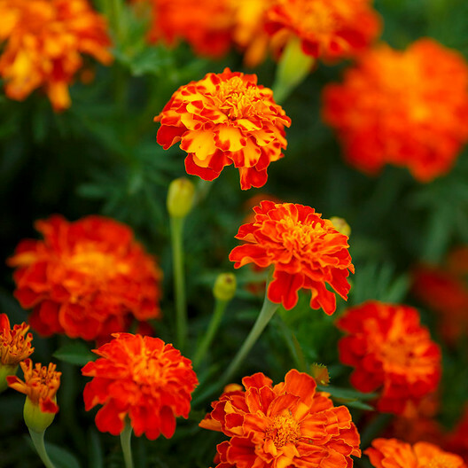 French Marigold Seeds 200 Pack, Dwarf Tagetes patula, Edible & Beneficial, Butterfly Attractant, Non-GMO, Garden & Culinary Use