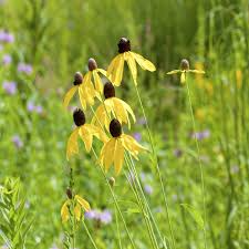 150 Seeds Prairie Coneflower Ratibida columnifera Native Wildflower for Meadows & Pollinator Gardens