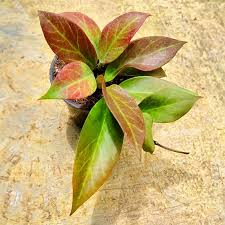 Hoya Sunrise Starter Plant - Well-Rooted Tropical Houseplant with Fragrant Flowers & Stunning Foliage