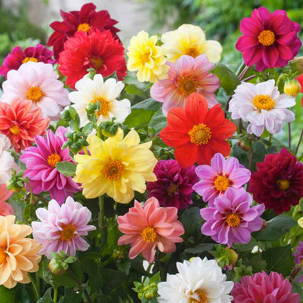 Unwins Bedding Dahlia Seeds - Semi-Double Blooms, Vibrant Colors, Non-GMO, Pollinator-Friendly, Container & Border Garden, Dahlia variabilis