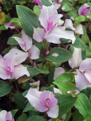 Unrooted Plant Cuttings - Variegated Tradescantia Blushing Bride Wandering Jew, Pink & White Leaves, Indoor Garden, Easy Propagation