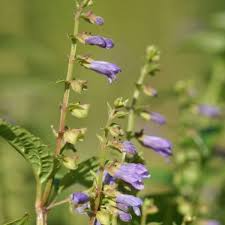 Skullcap Herb Seeds 100 Pack, Scutellaria lateriflora, Mad Dog, Non-GMO, Easy to Grow for Home Gardens